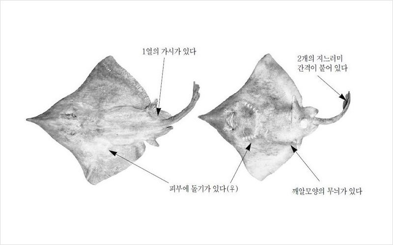 홍어 칠레산 No2.