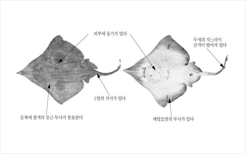 홍어 미국산 No2.