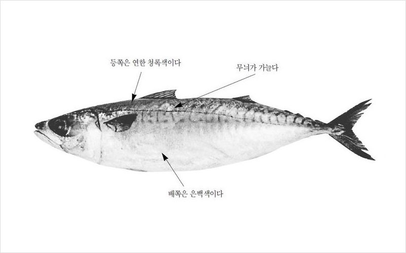 고등어 국내산 No2.