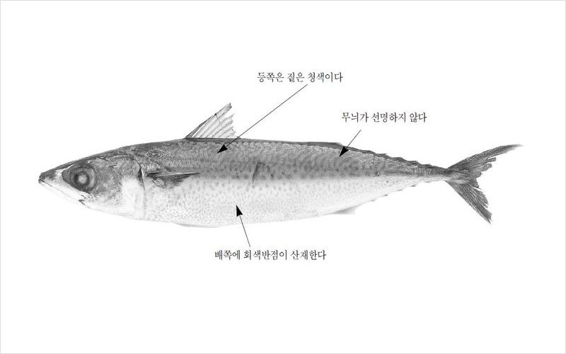 고등어 대만,일본,중국산 No2.