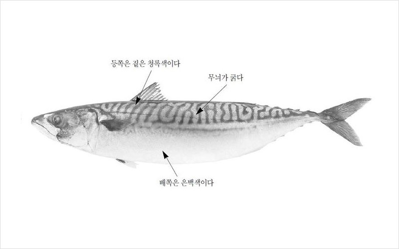 고등어 노르웨이산 No2.