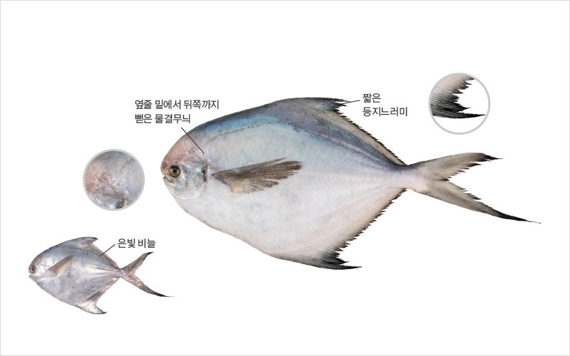 병어 국내산 No1.