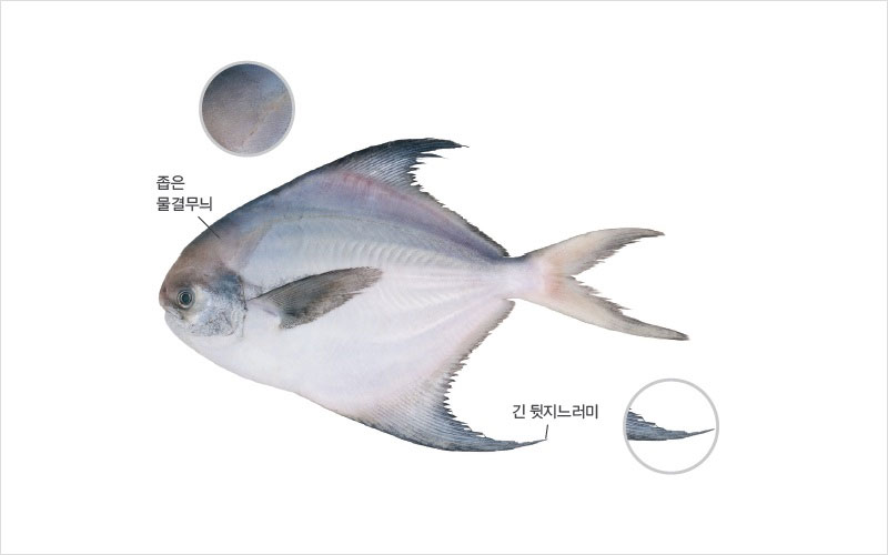 병어 국내산 No2.