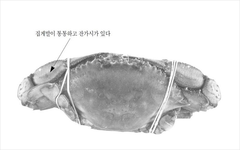 꽃게 멕시코산 No2.