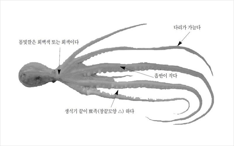 낙지 국내산 No2.