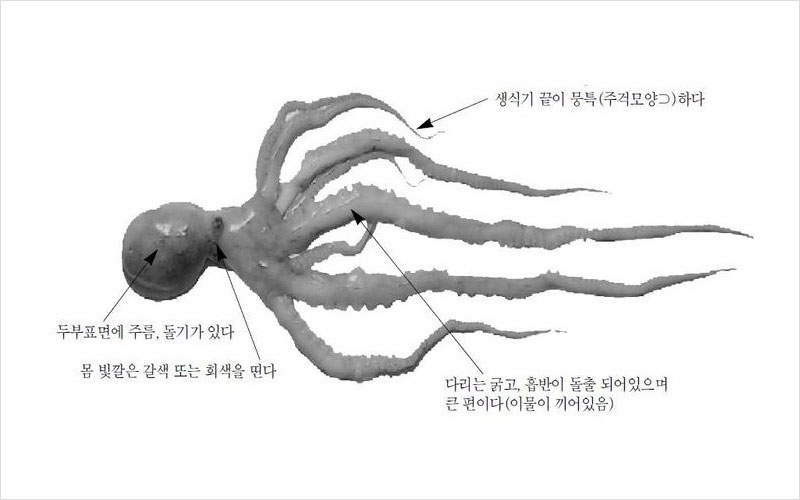 낙지 중국산 No2.