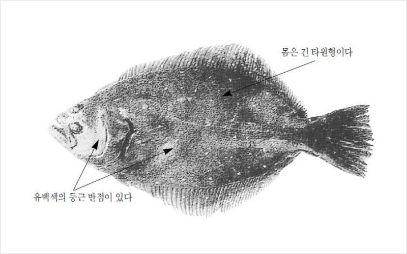 넙치(광어) 국내산 No2.