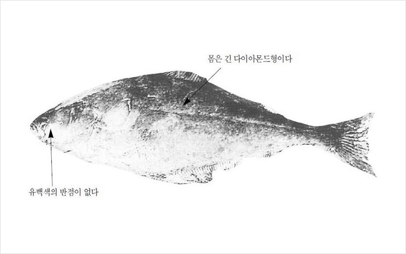 넙치(광어) 러시아산 No2.