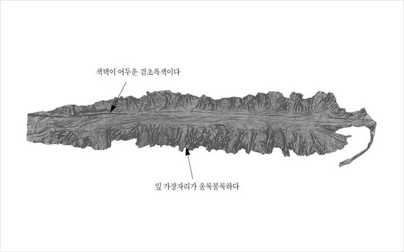 다시마 중국산 No2.