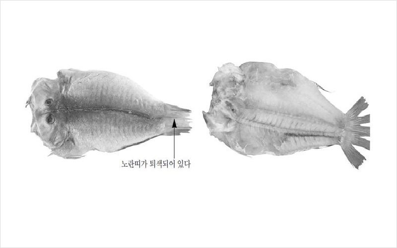 마른옥돔 중국,베트남산 No2.