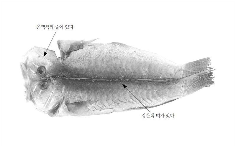 마른옥돔 중국(마른옥두어)산 No2