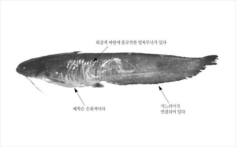 메기 국내산 No2.