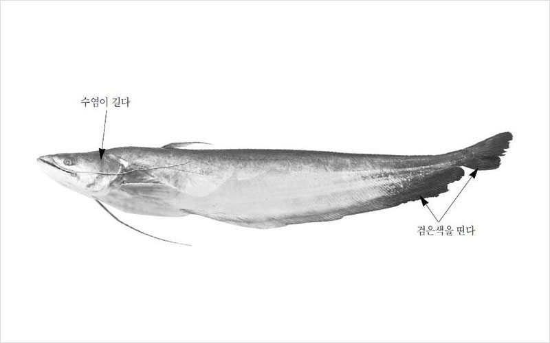 메기 미얀마산 No2.