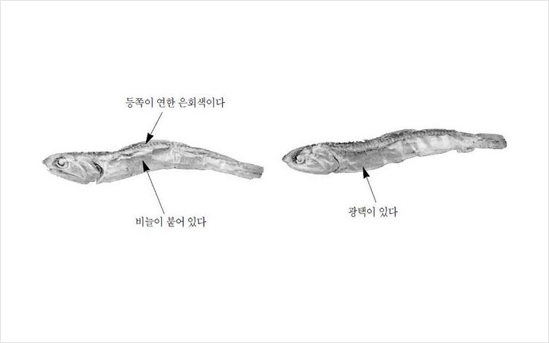 멸치 국내산 No2.