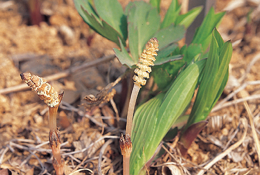 상세보기