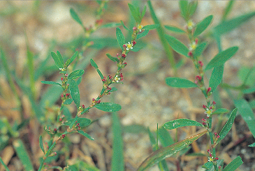 상세보기