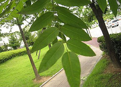 회화나무잎국수