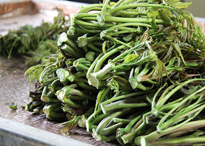 죽나무순무침 레시피