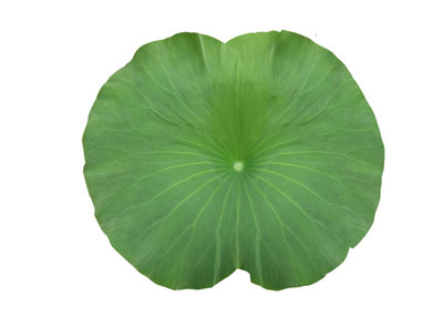 연잎