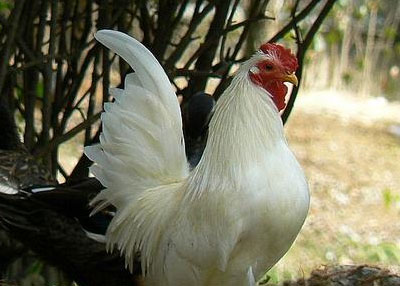 닭고기-(흰 수탉)