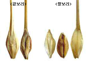 보리 관련자료