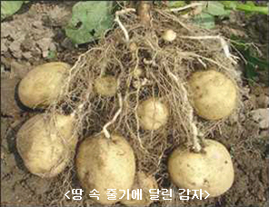 감자 관련자료