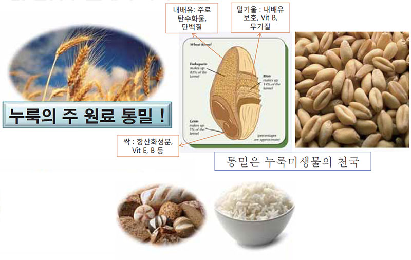 전통 발효제 누룩의 개요