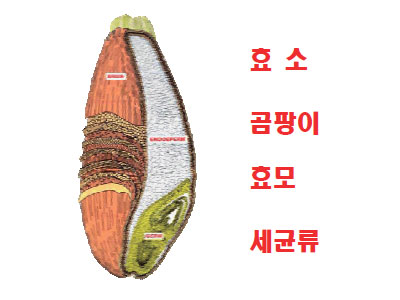 누룩