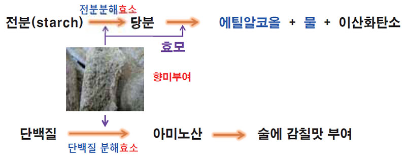 누룩의 역할