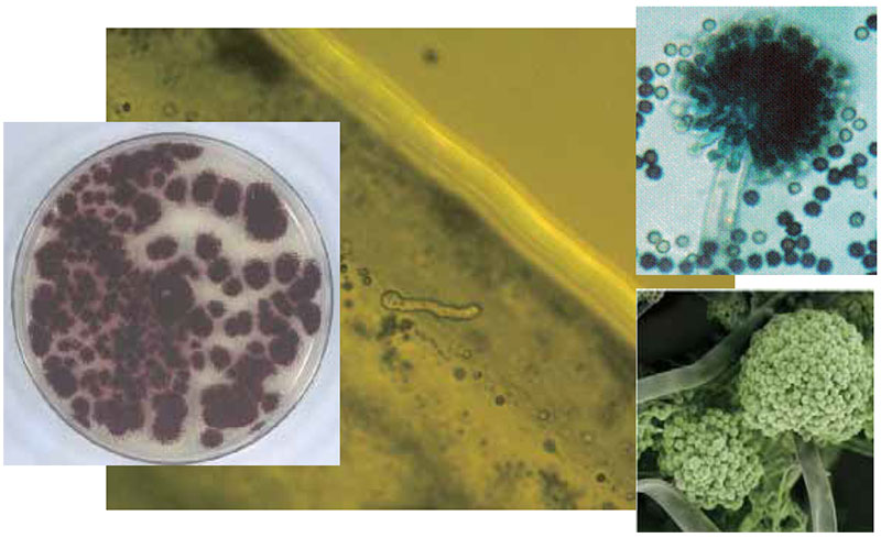 누룩 미생물 Aspergillus niger