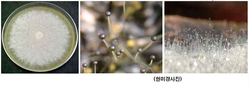 누룩 미생물 털곰팡이 (Musor sp.)