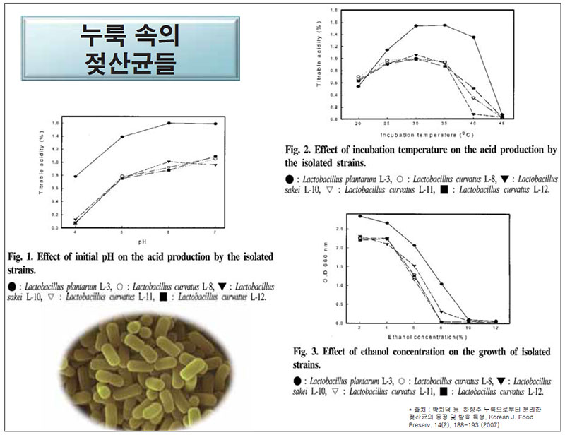 누룩 속의 젖산균들