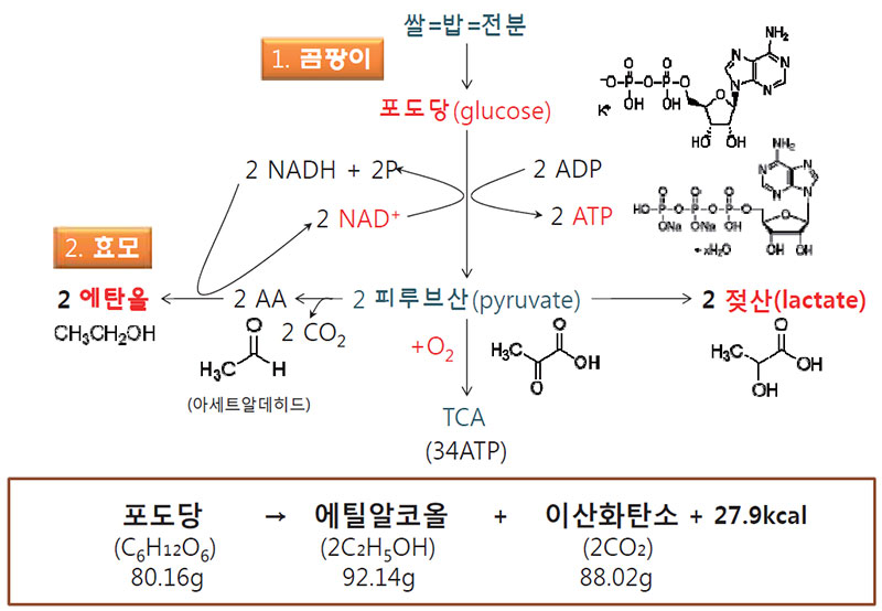 증류주의 제조법 발효