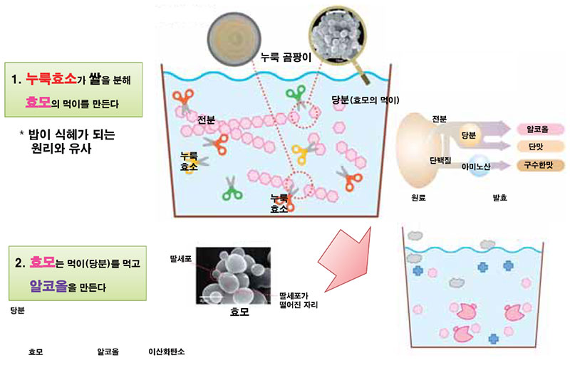 증류주의 제조법 병행복발효