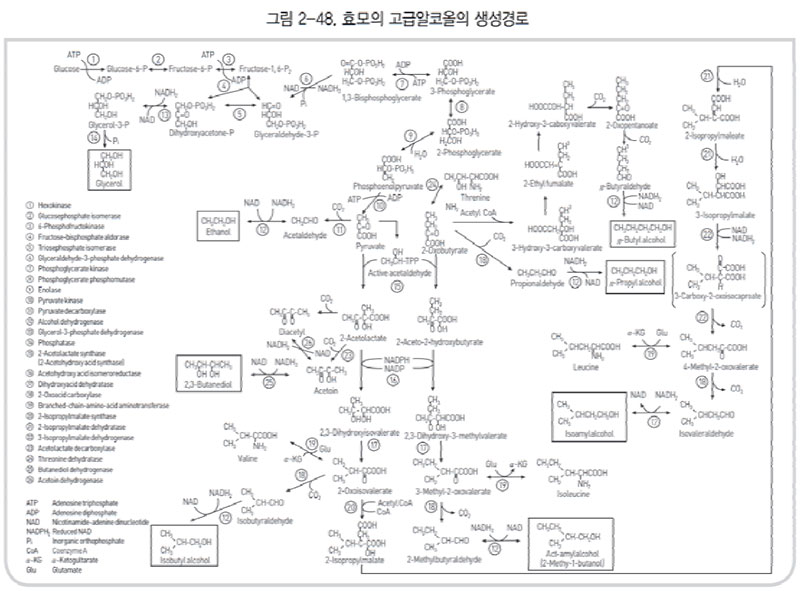 효모의 고급알코올의 생성경로