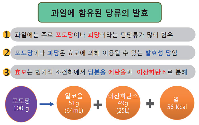 과실주 제조원리 (당류의 분해)