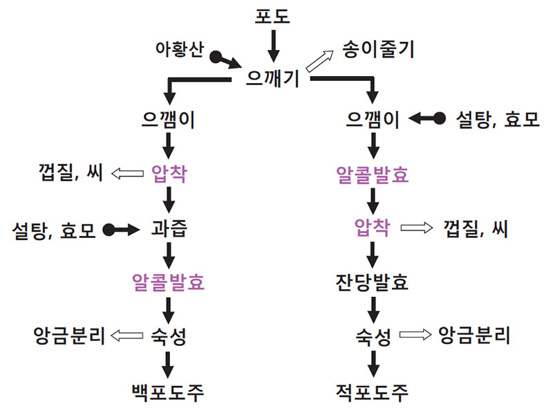 포도(머루)주 제조공정