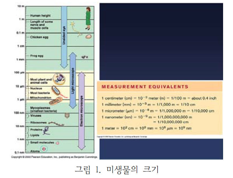 미생물의 크기