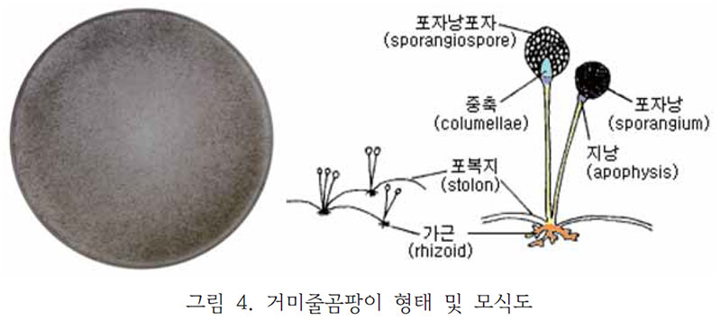 거미줄곰팡이 (Rhizopus 속)