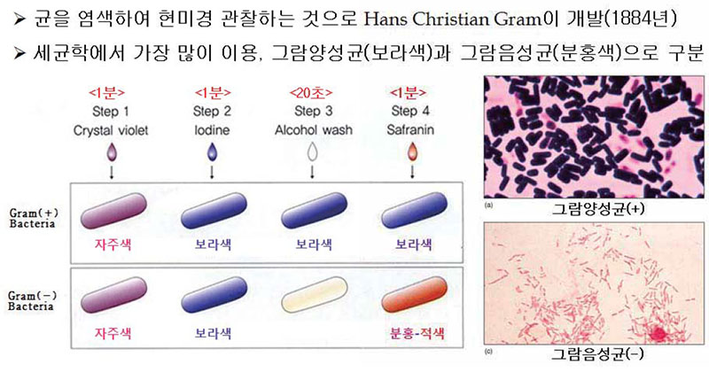 미생물 그람염색법