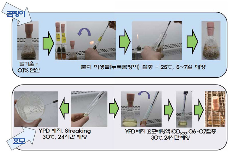 미생물 곰팡이 그람염색법