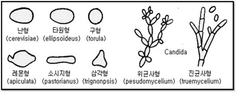 효모의 일반적 특성