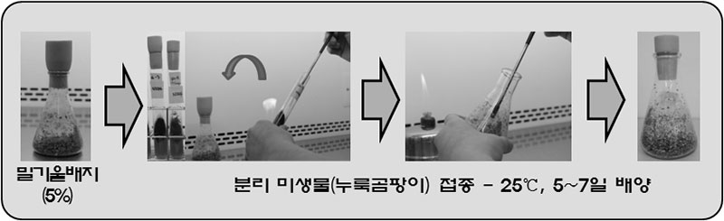 곰팡이 배양