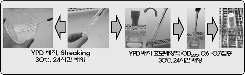 효모 배양