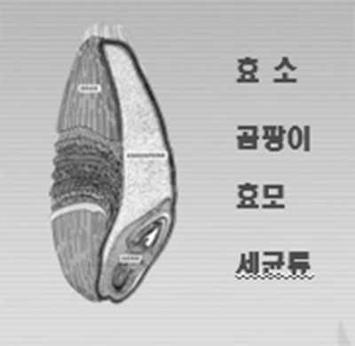 누룩