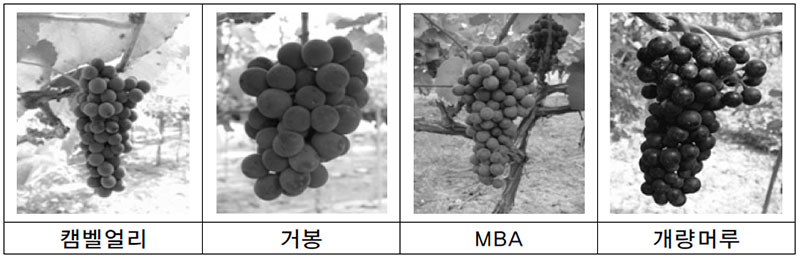 과일주(와인) 원료 포도 종류