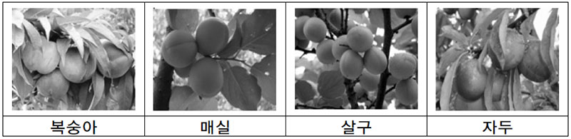 과일주(와인) 원료 핵과류 종류