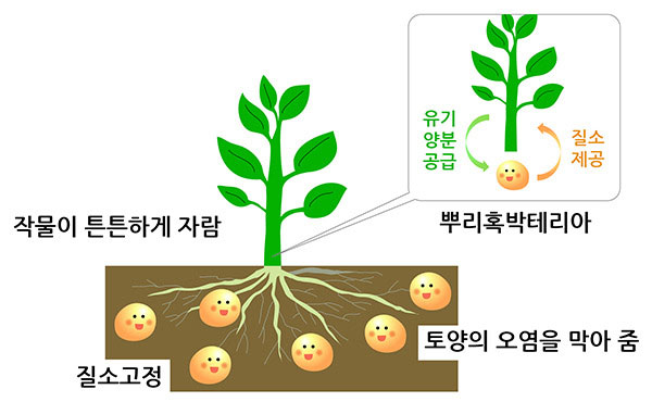 뿌리혹박테리아