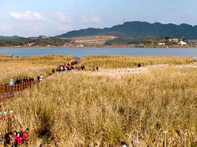 한산소곡주 주변관광지 신성리갈대밭