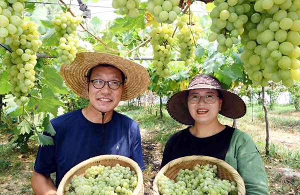 여포와인농장 양조장 포도 수학